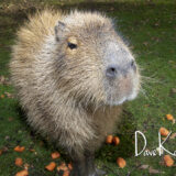 Capybara