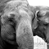 Elephants BW