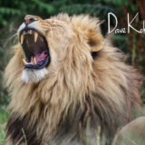 Lion Yawn