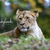 Lioness