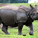 Rhino