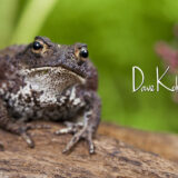 Toad_2014